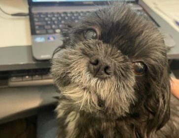 Alice the office dog